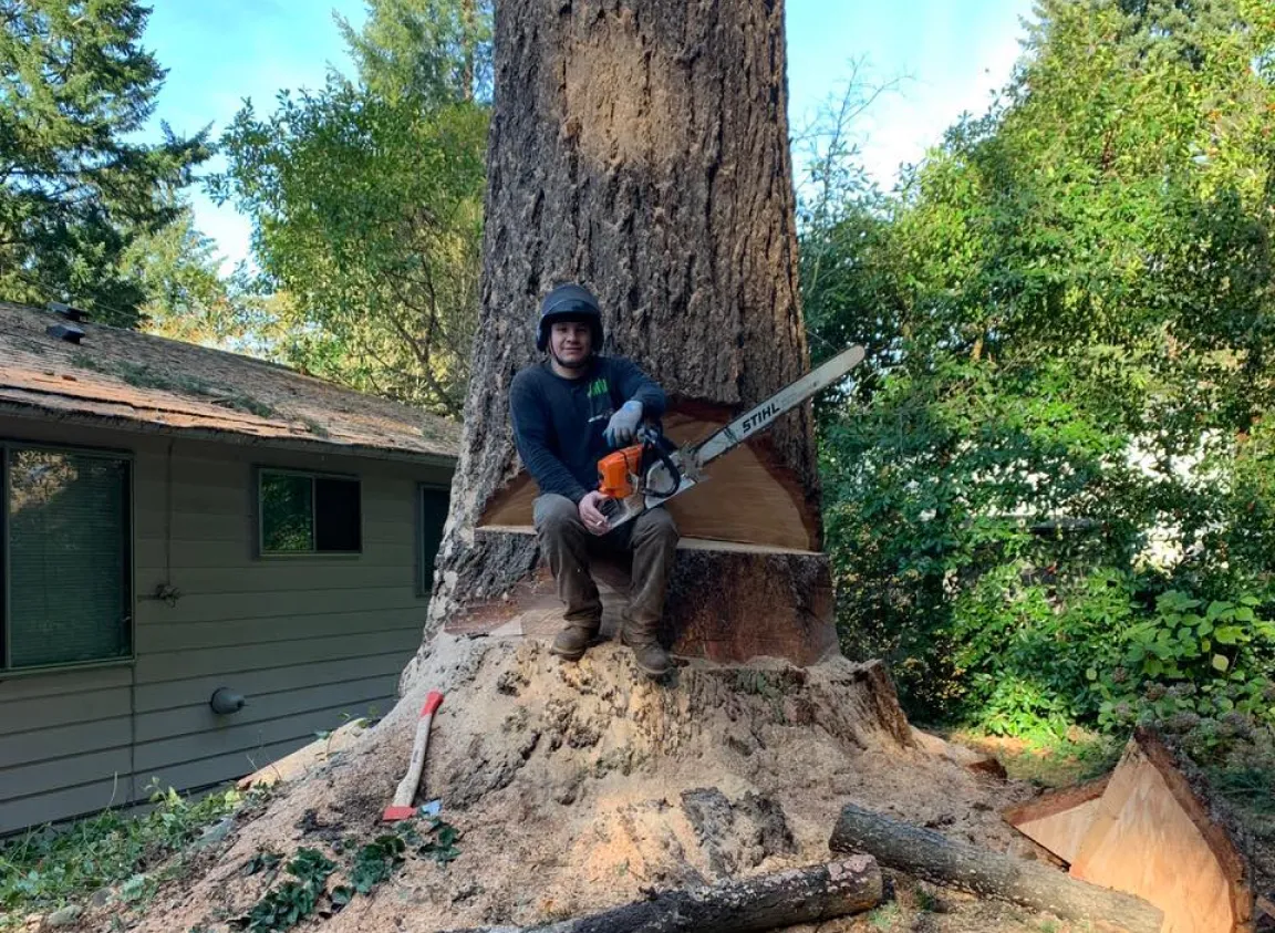 Tree Removal Tree Removal