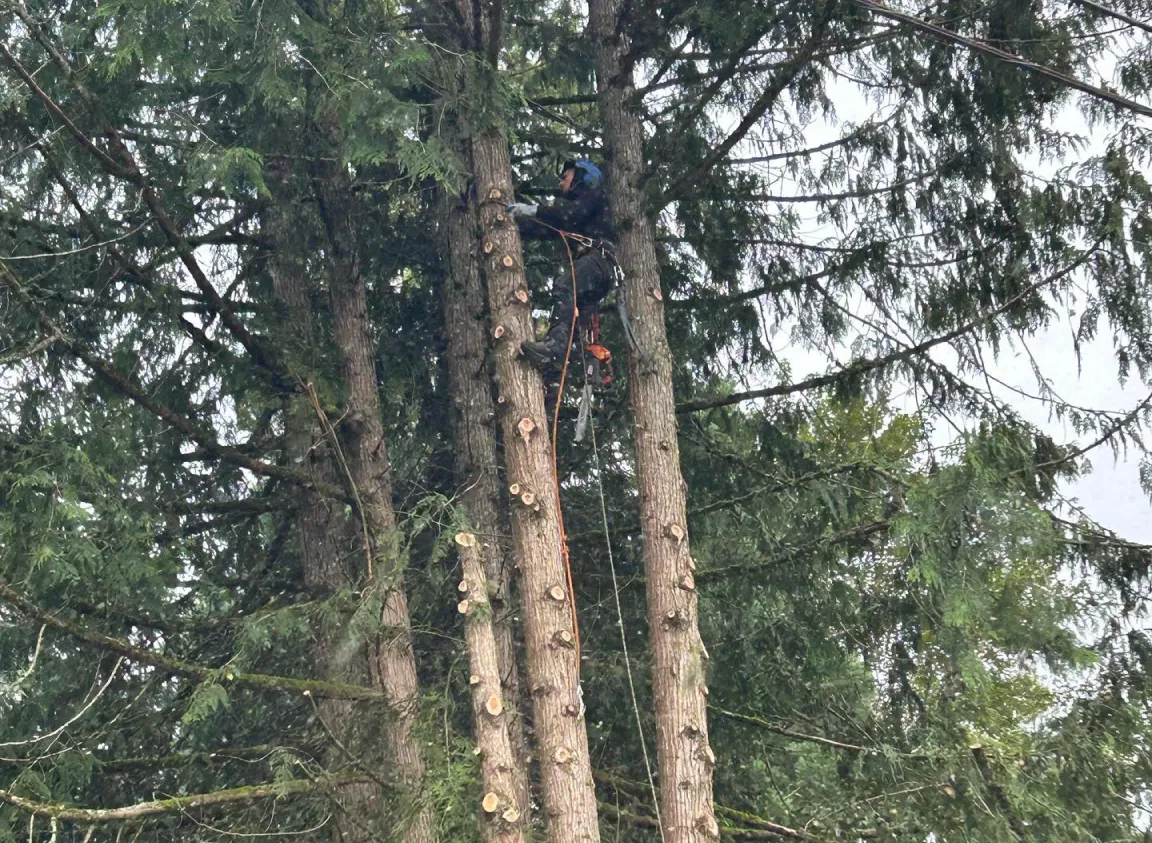 Tree Trimming & Pruning Tree Trimming & Pruning
